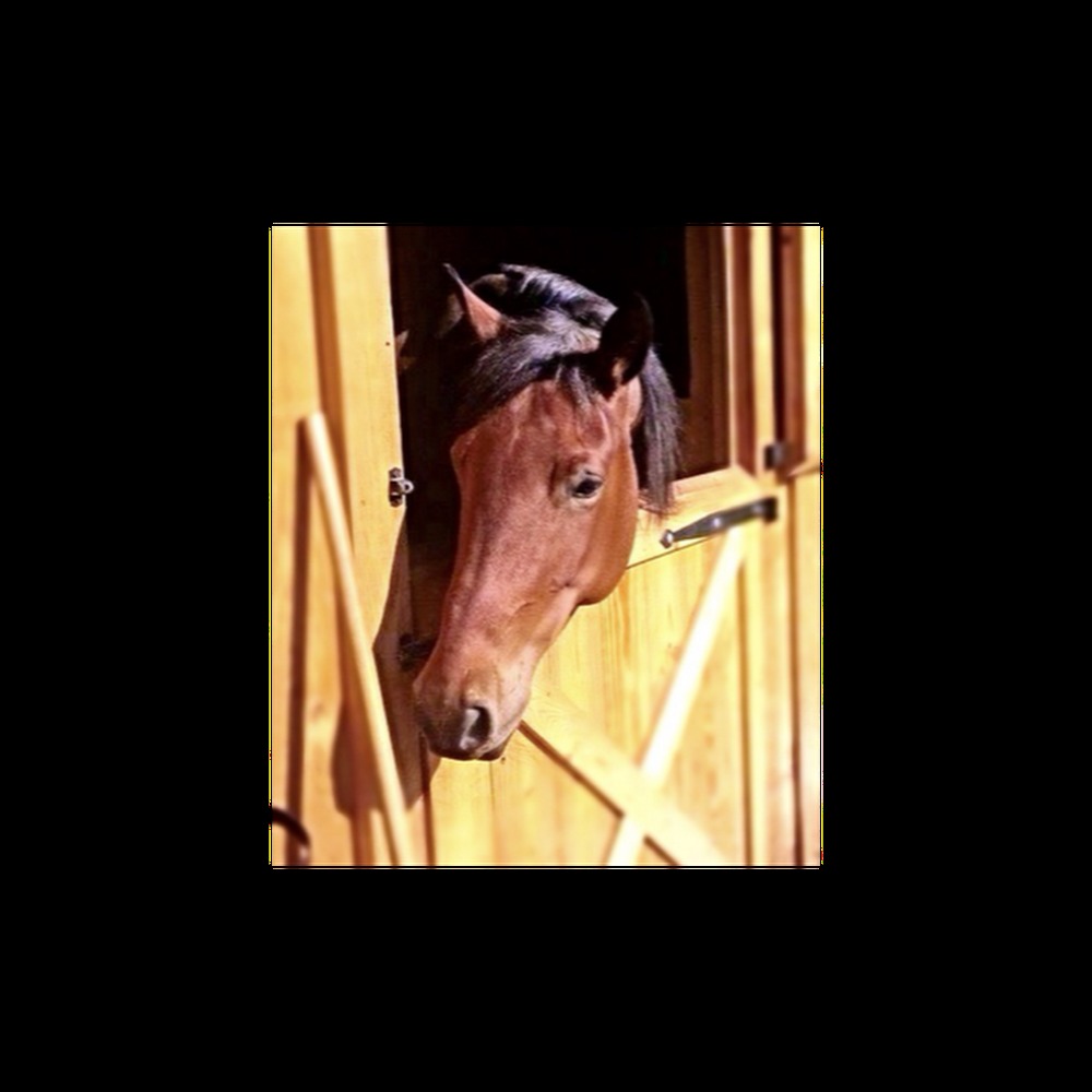 Meet your Posher, Shannan